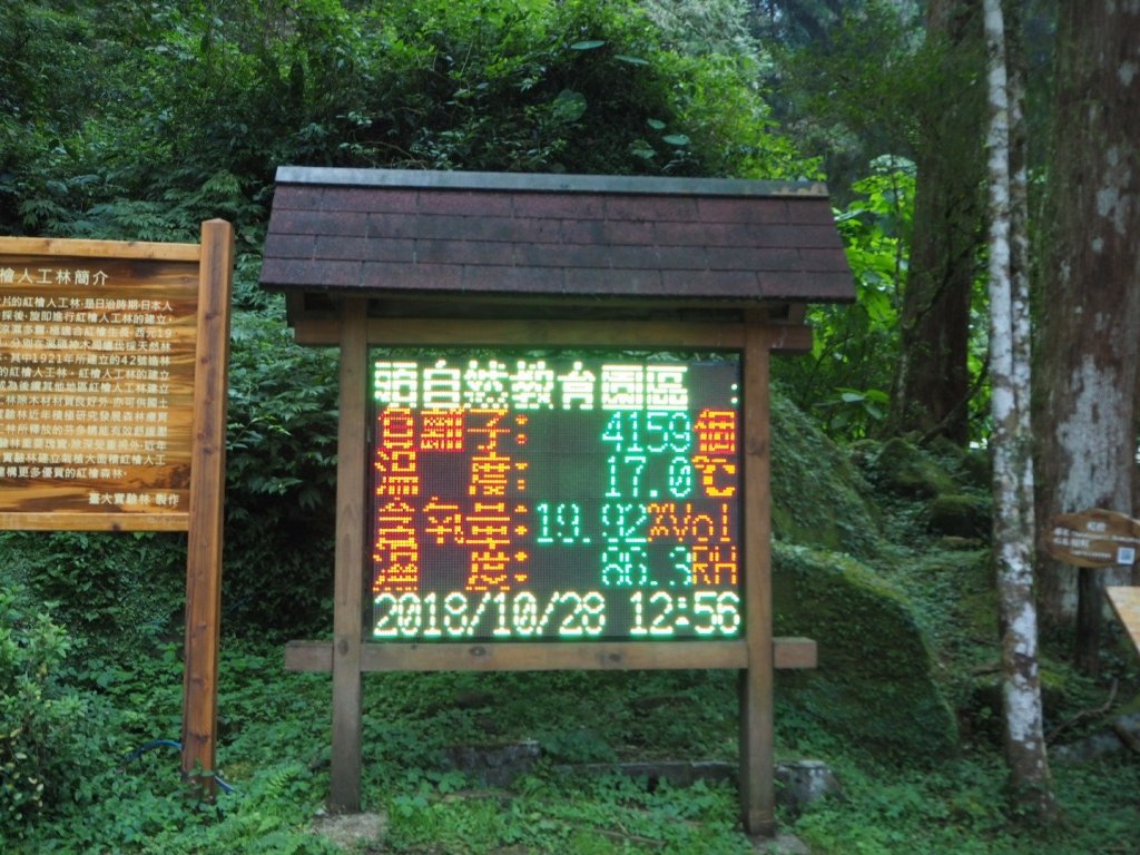 溪頭銀杏林沿溪神木步道20181028_446280