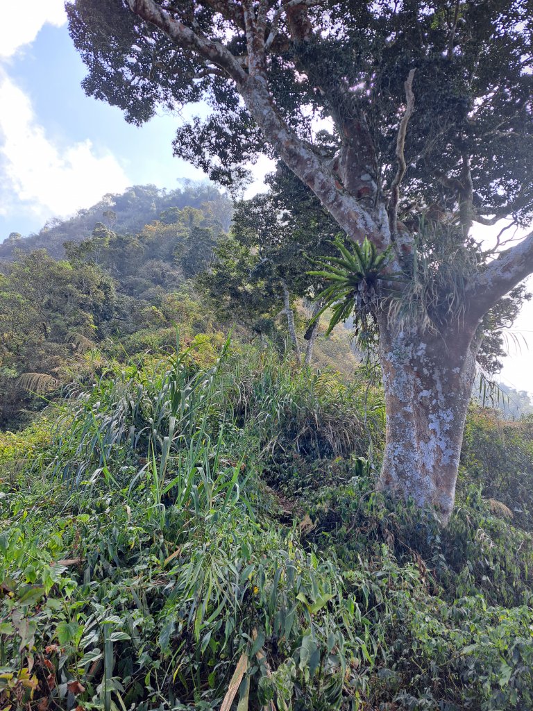 鱈葉根山+真笠山+白賓山縱走(救援中繼站起登)20230227_2046010