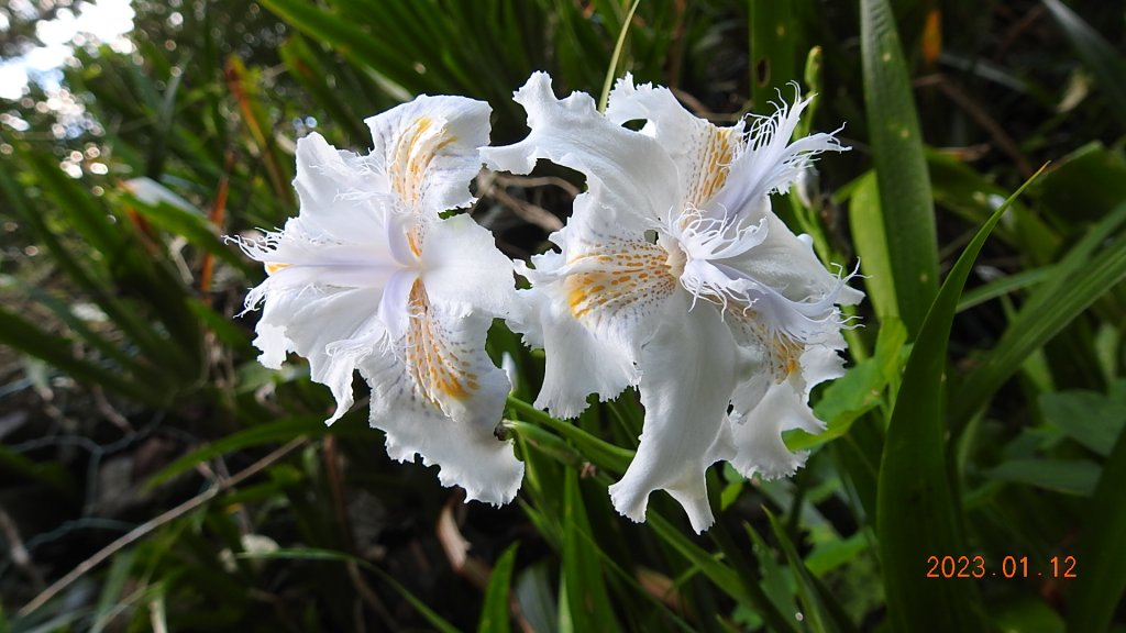 觀音山夜景/晨曦/日出&差強人意雲海&火燒雲_1991619