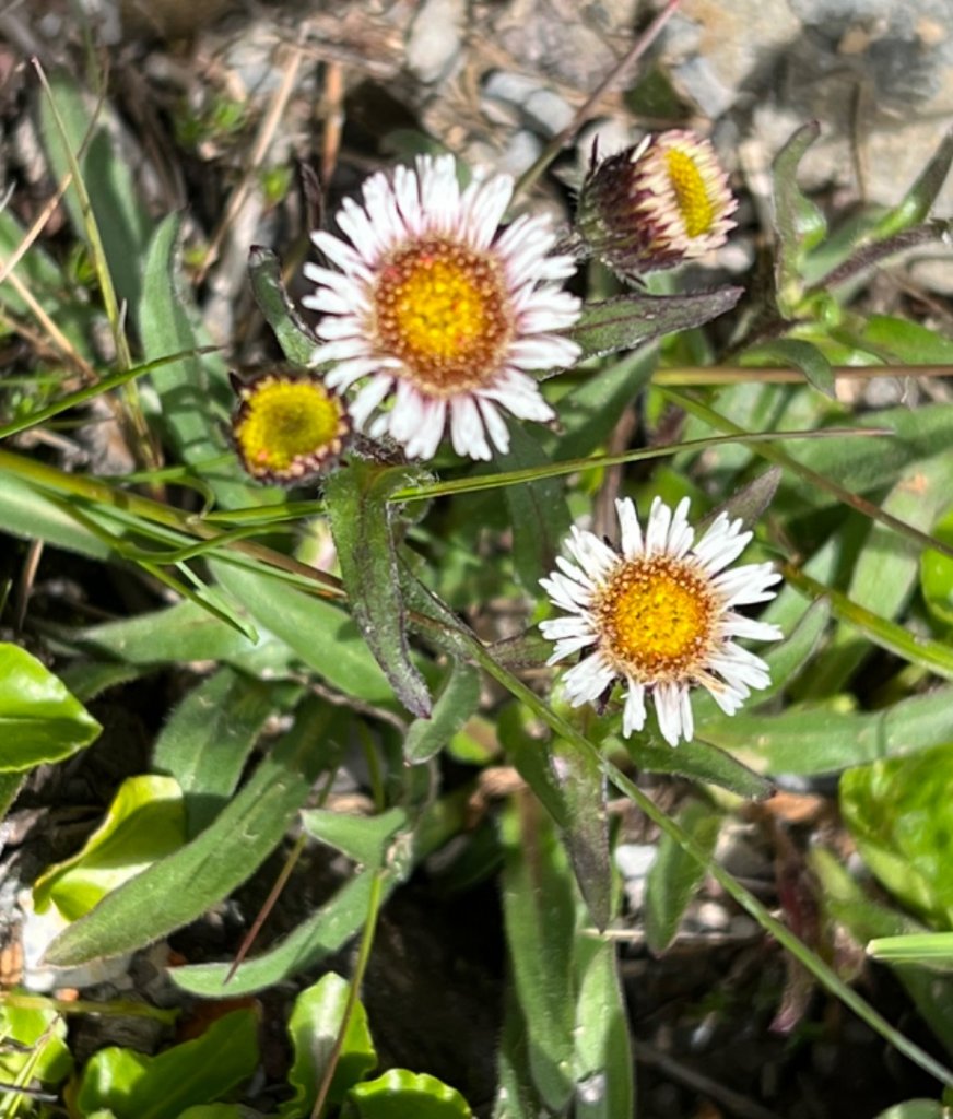 南橫三星 + 關山_1743858