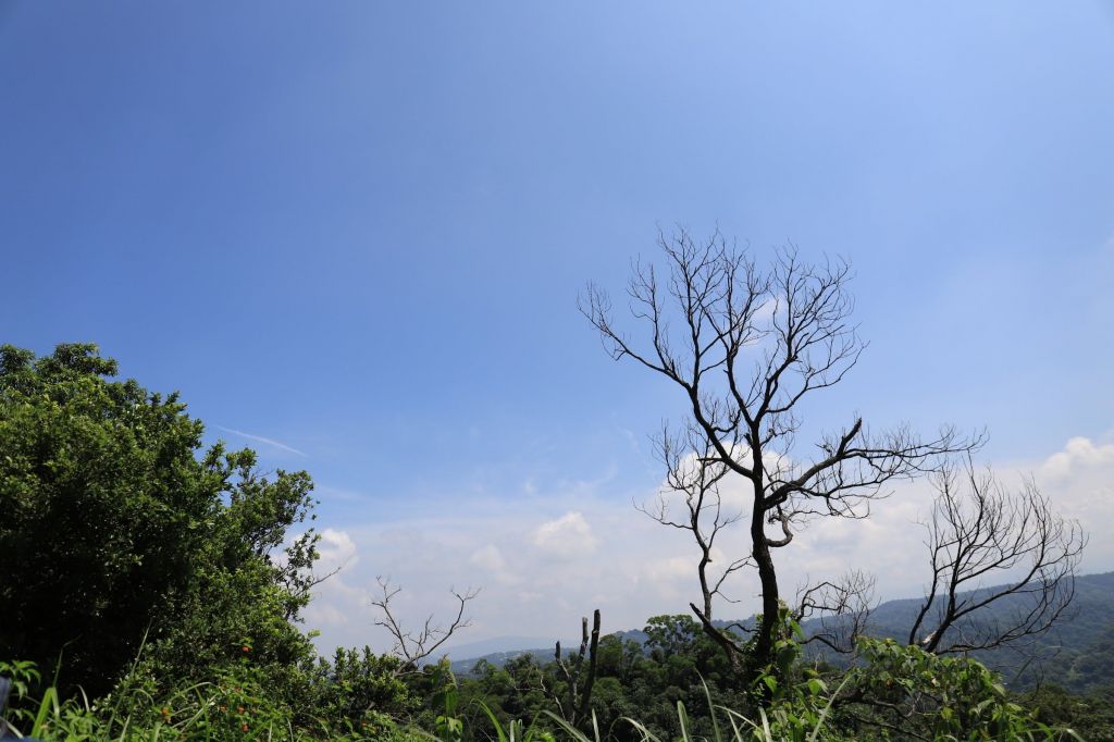 新田登山步道封面圖