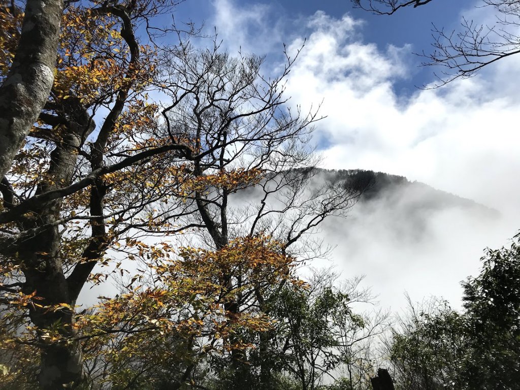 太平山_臺灣山毛櫸國家步道20201118_1968037
