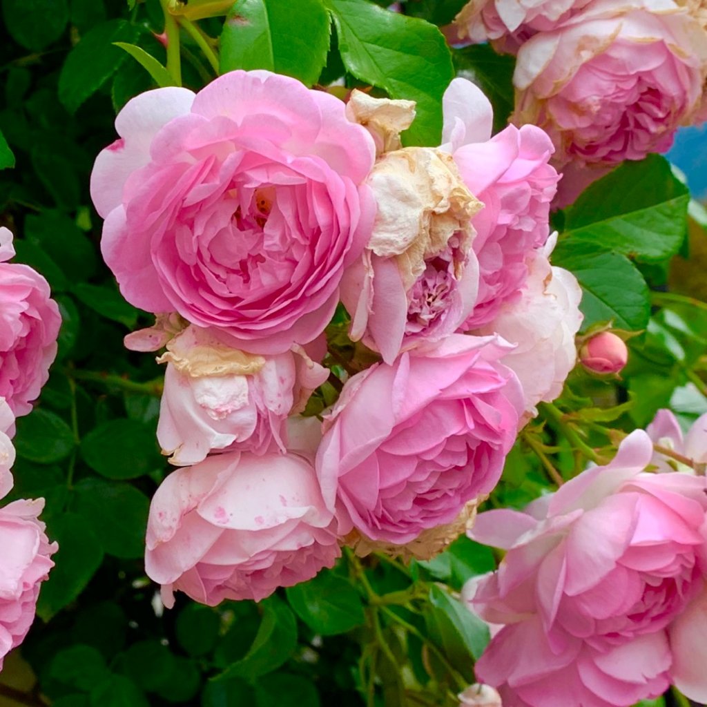 TMB 「環白朗峰步道」健行_655211