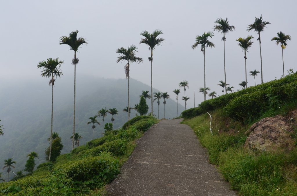 後棟仔山_1230520