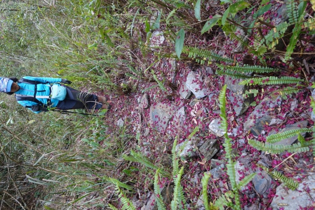 小鬼湖林道上亞泥迪山_1276918