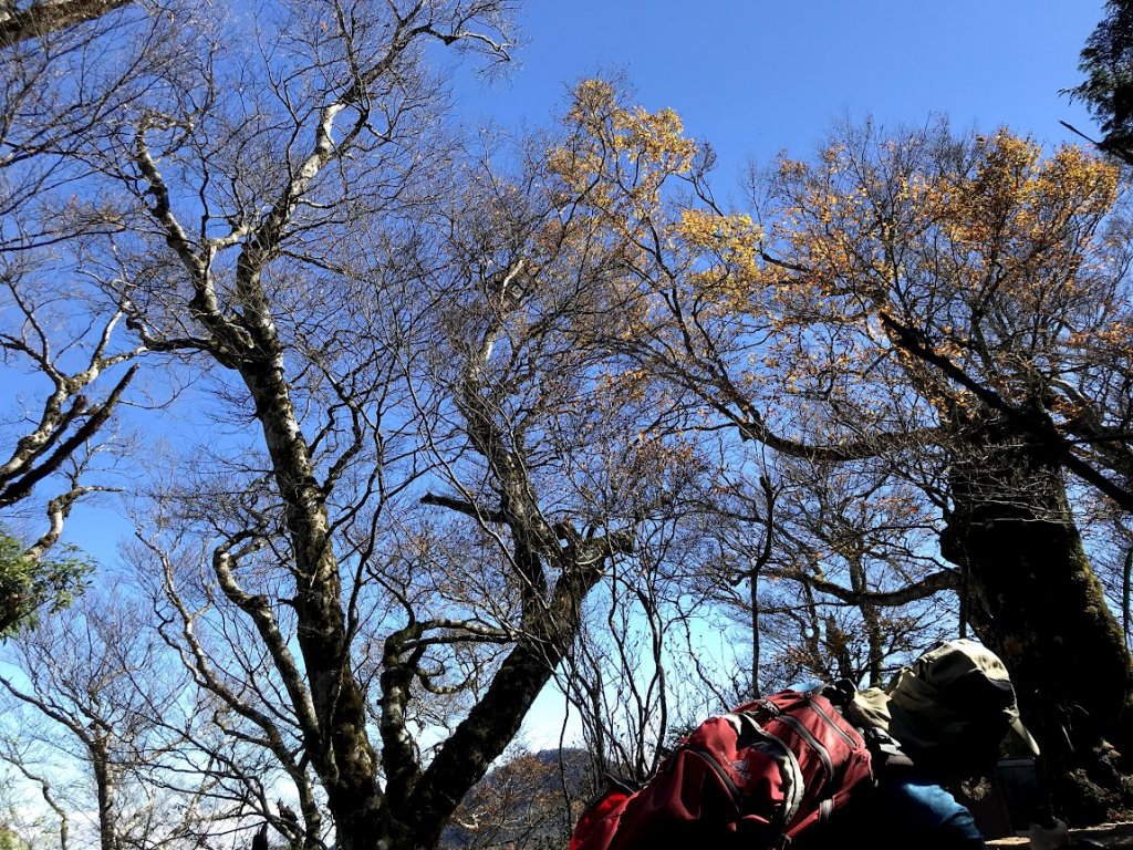 太平山_臺灣山毛櫸國家步道20201118_1967980