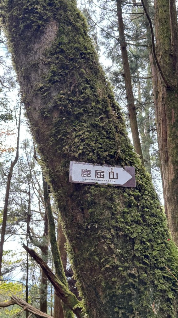 水漾森林+瞑月神木_2768736