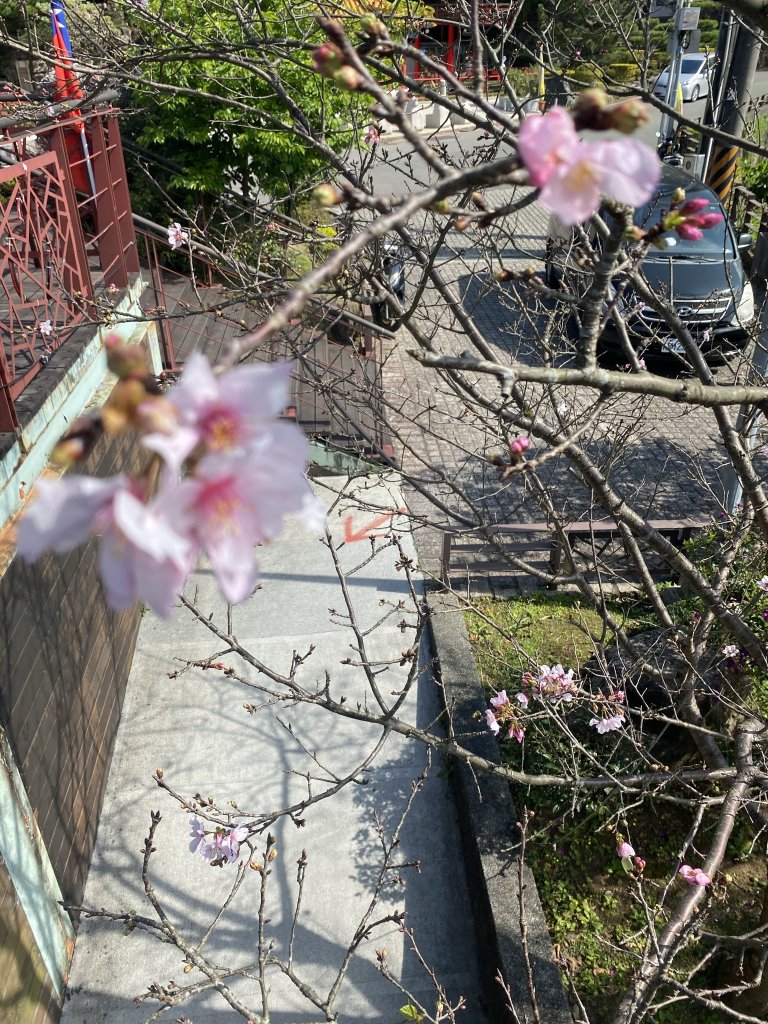 貓空_1305338