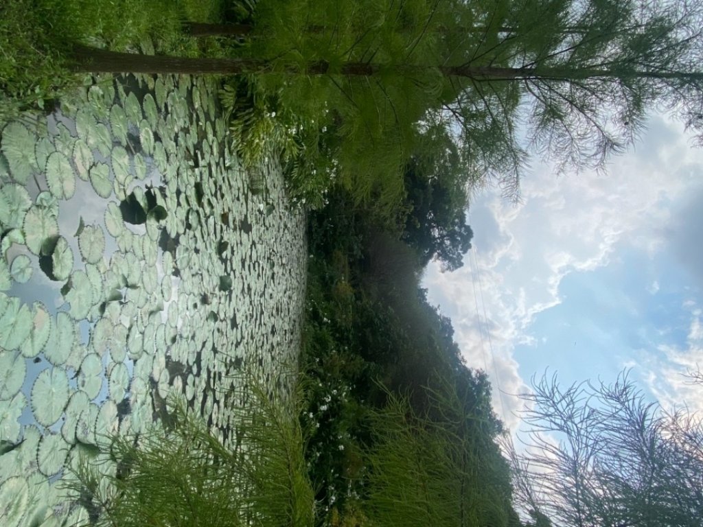 210918 貓仔們四十二份湧泉散步_1484336