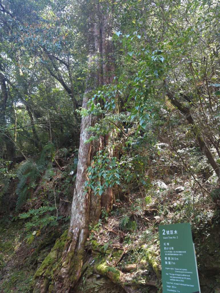 2023.04.16－拉拉山神木步道_2115960