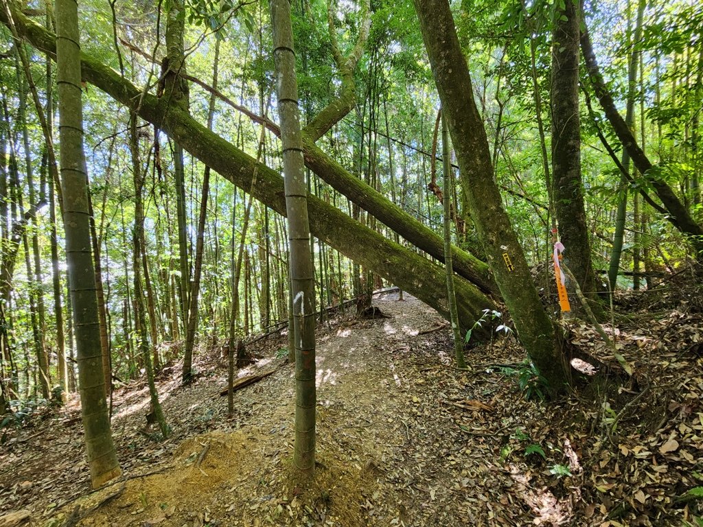 【南投】留龍頭連走金柑樹山及嶺頭山_2040861