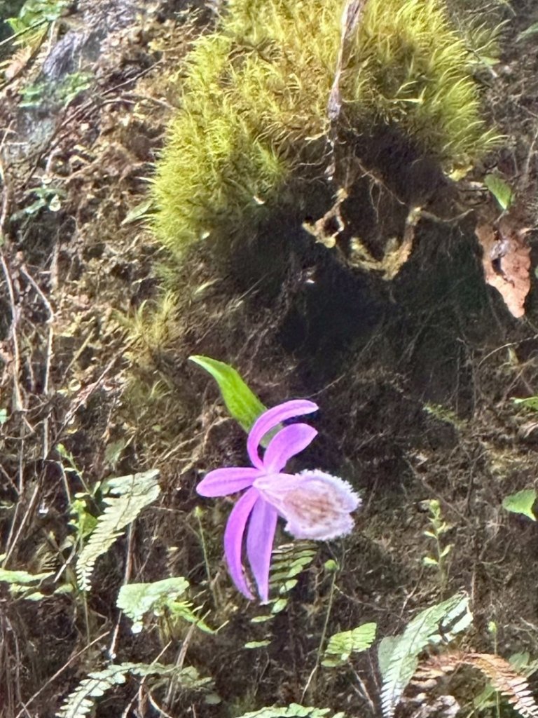 卡保石壁一葉蘭（耘夢谷上逐鹿山下O走）_2809514