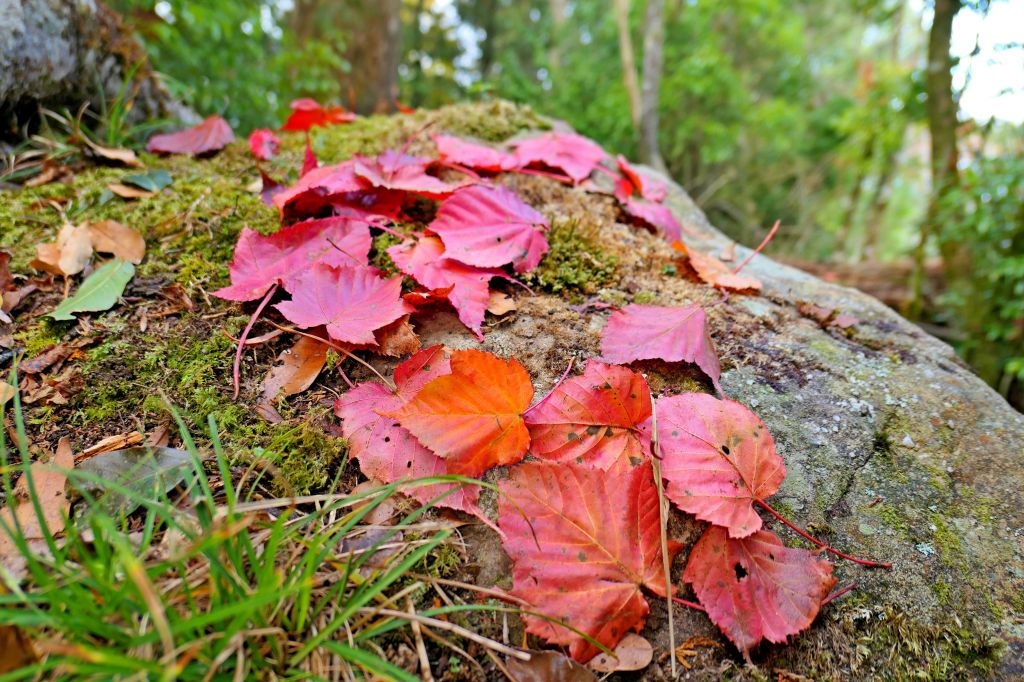 楓紅時節稍來山 2017/12/17_225720