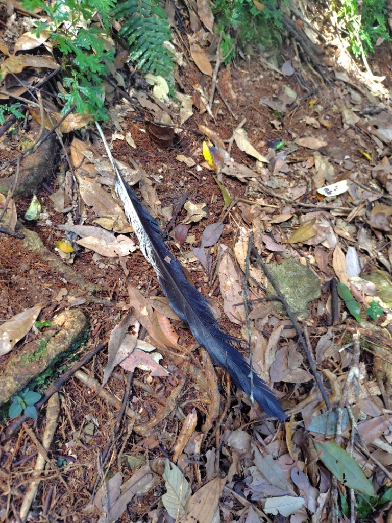 南東眼山連走有勝山_2918697