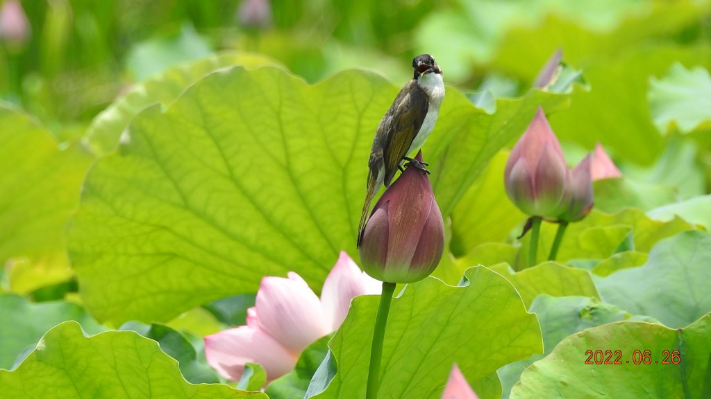 雲山水花鳥蝶-天龍國阿伯的日常6/25&26_1744987