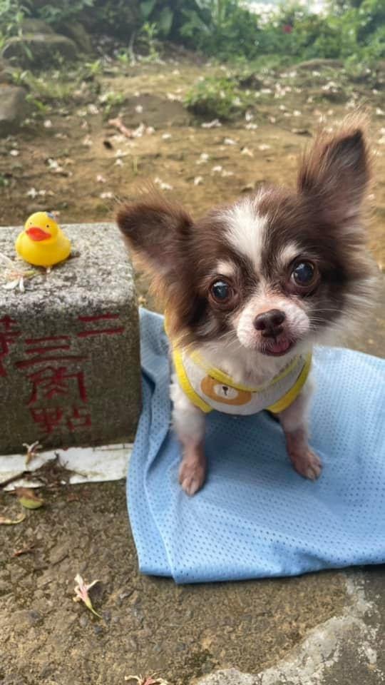 和小盆友們爬山的快樂時光❤️小獅山-和美山_2598072