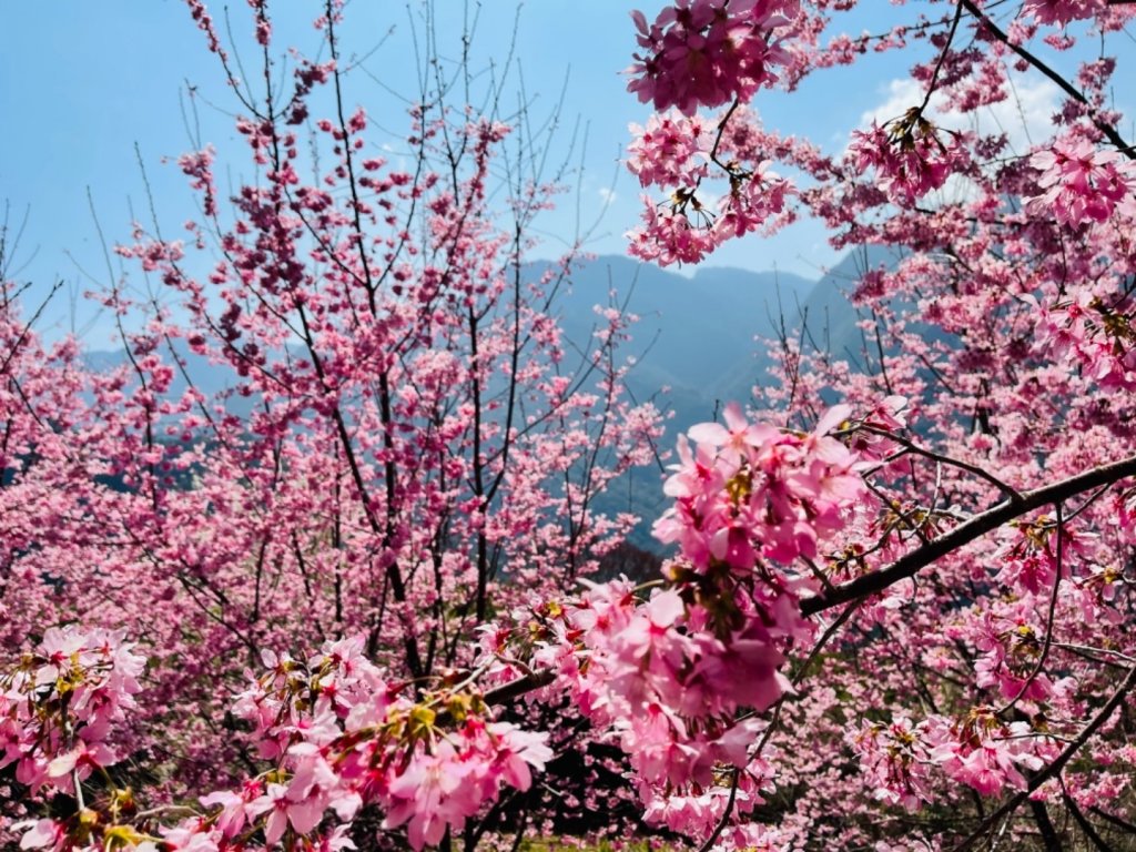 1100219司馬庫斯櫻花_1277726