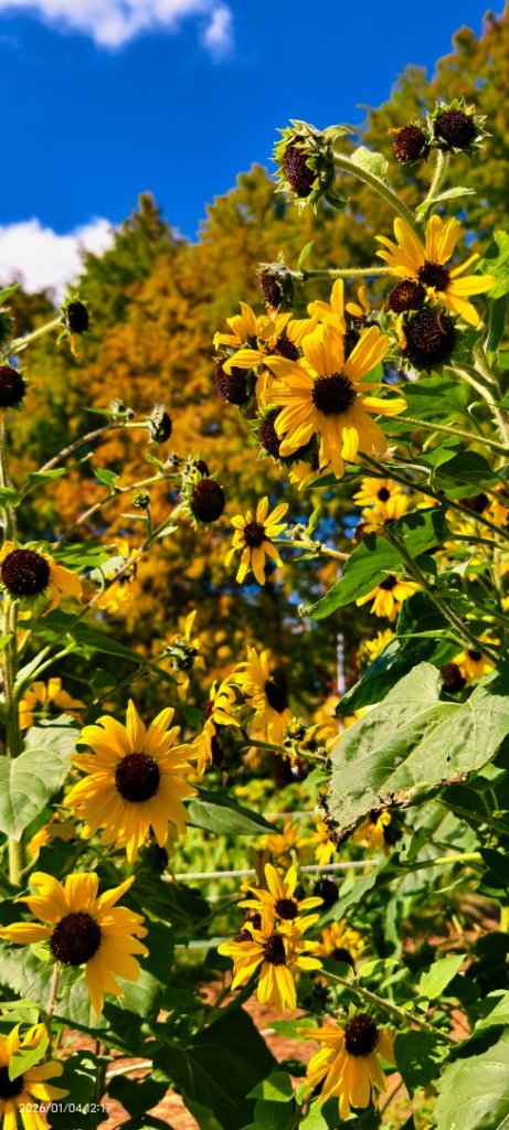 #花卉試驗中心 #永公路500巷 #平菁街42巷 #原住民公園 #士林官邸 1/4_2976506