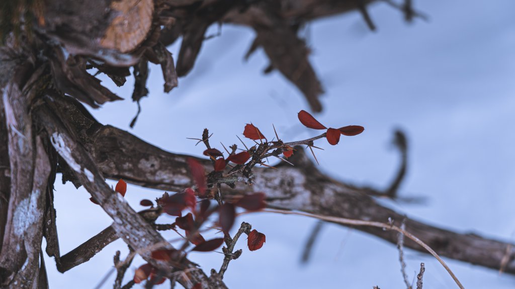 Mt.Jade -玉山冬雪_915285