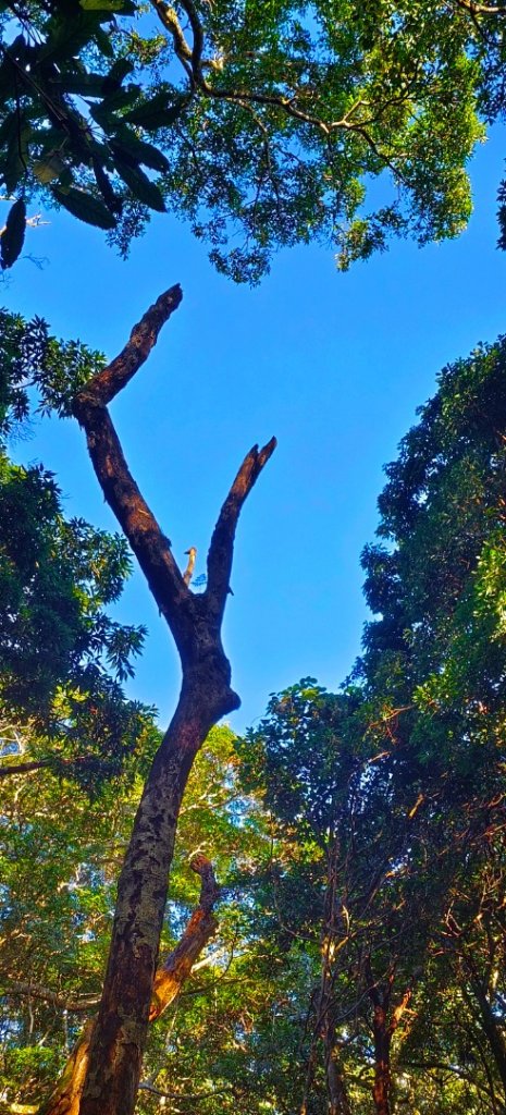 111.12.18 虎山-加里山-虎山（虎加虎縱走）_1959073