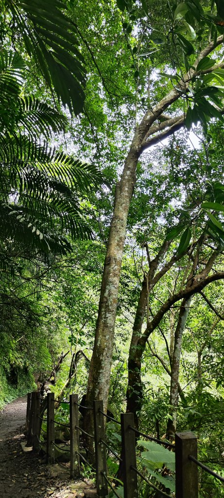 新竹內灣．馬胎古道20250621_2823499