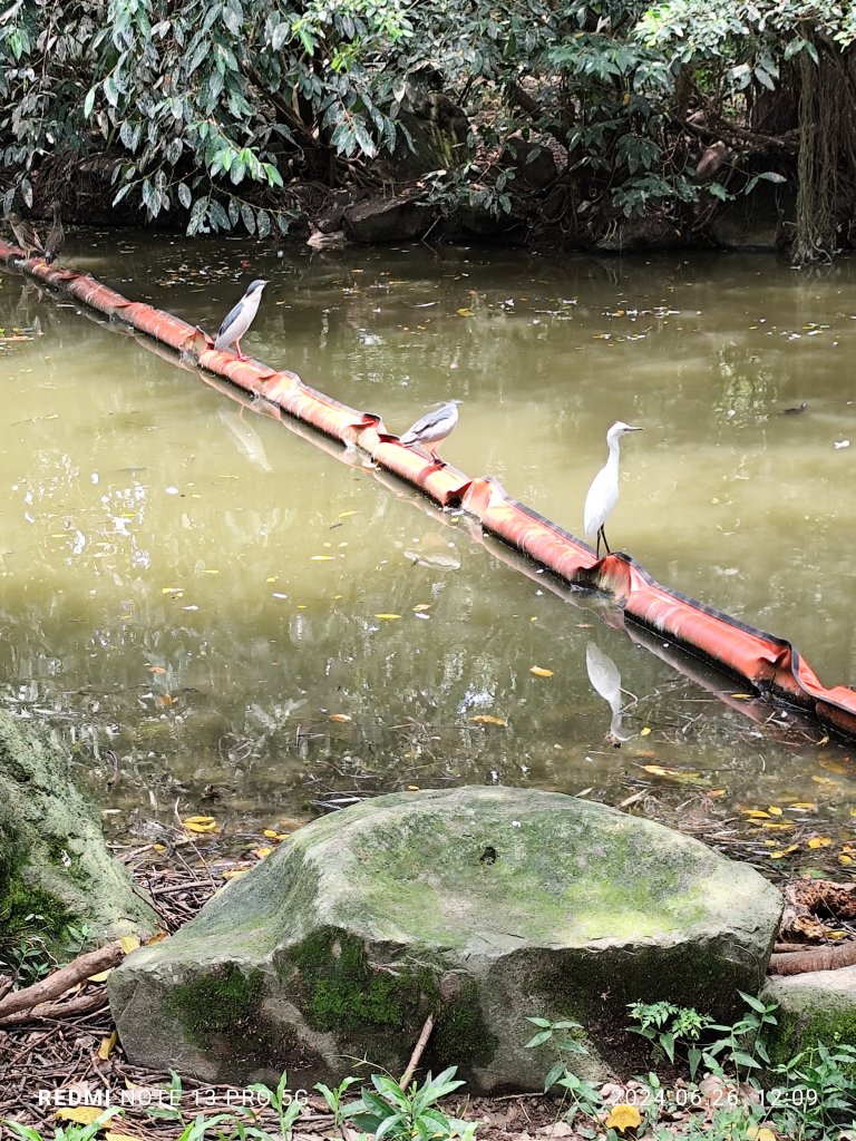 大安森林公園【走路趣尋寶】【臺北健走趣】_2536156