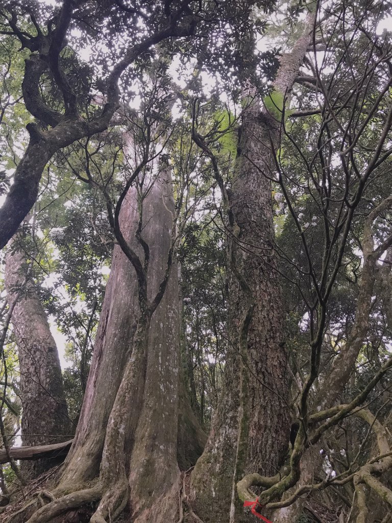 來挑戰吧~油霞麥縱走_1362578