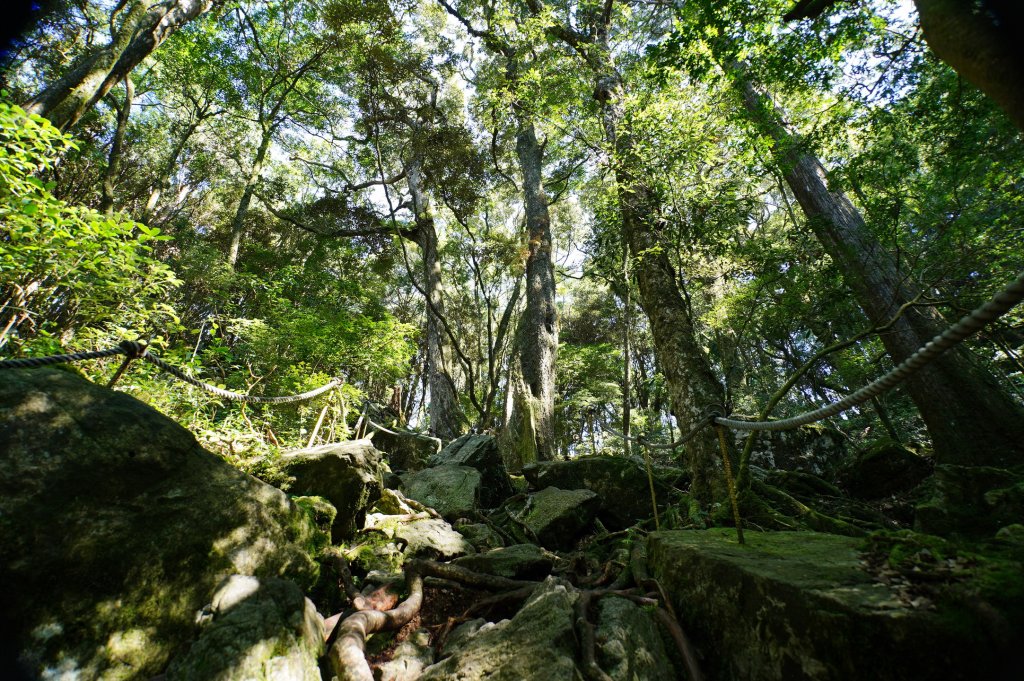 台中 和平 鳶嘴山_2926896