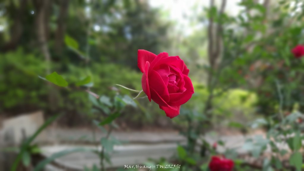 《苗栗》楓香林道｜頭份老崎古道（後花園步道）20250329_2748892