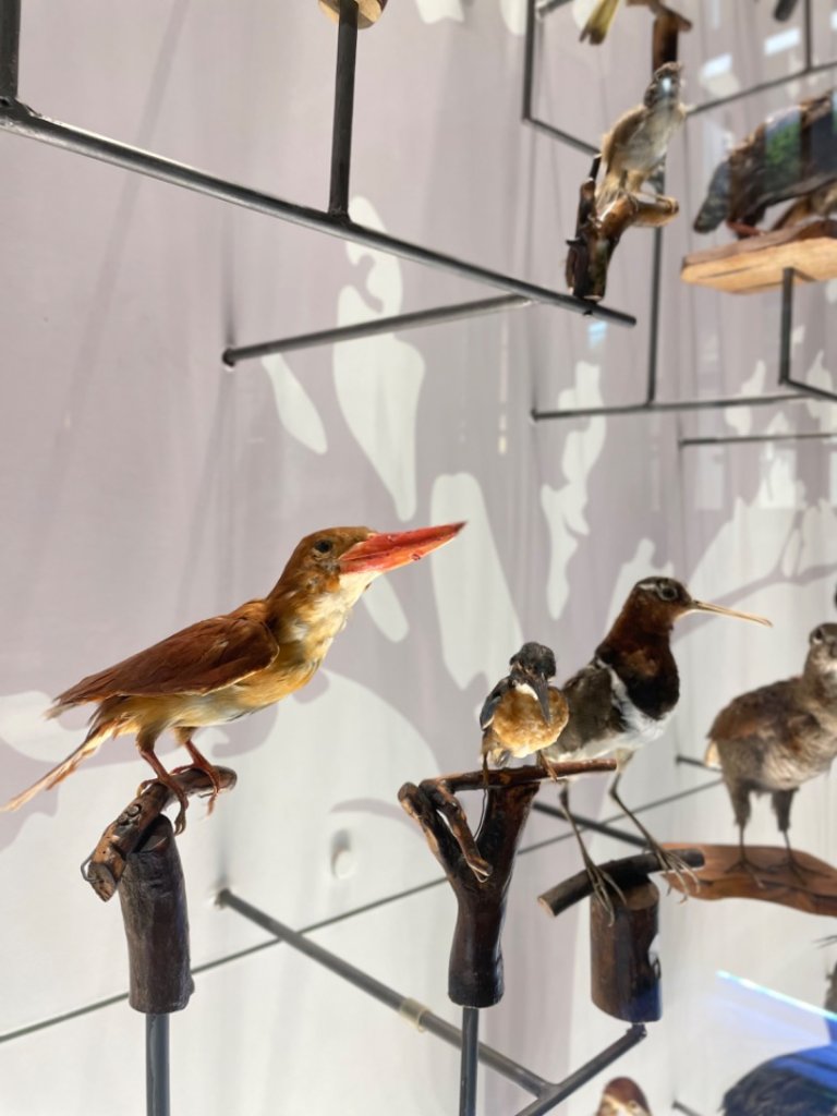 雨天備案💙 台灣博物館的古生代館-台大動植物館免費參觀-北投♨️季_2799009