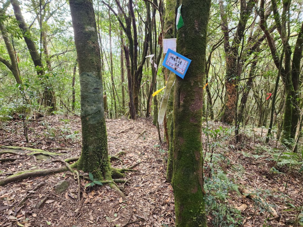 20240317八五山李棟山鳥嘴下山O型_2486239