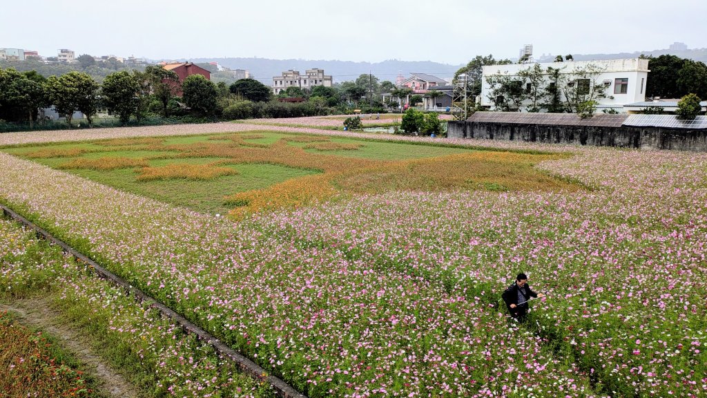 大溪花海的邀約_2650416