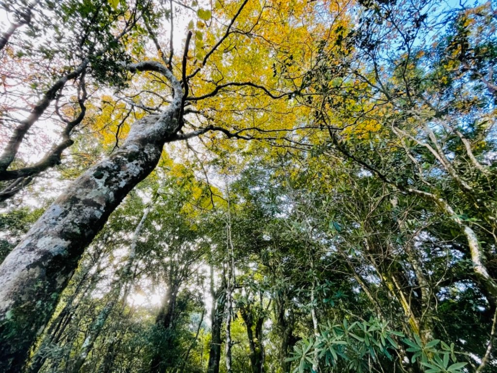 【內鳥嘴山】金黃色山毛櫸_1202559