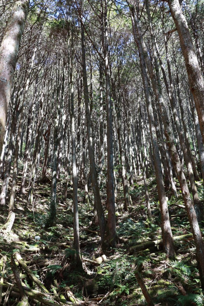 北三錐山耍廢行_2747052