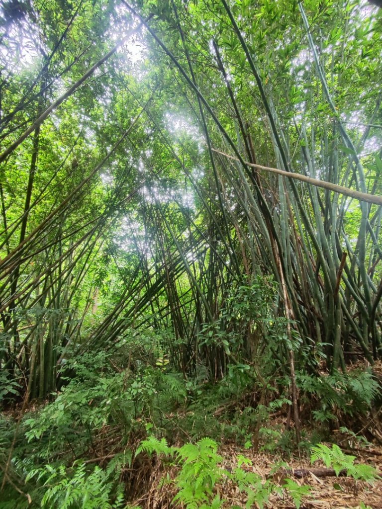 微笑山線之望月亭段_2849013