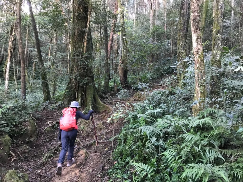 內鳥嘴黃金山毛櫸的年度盛會_205469