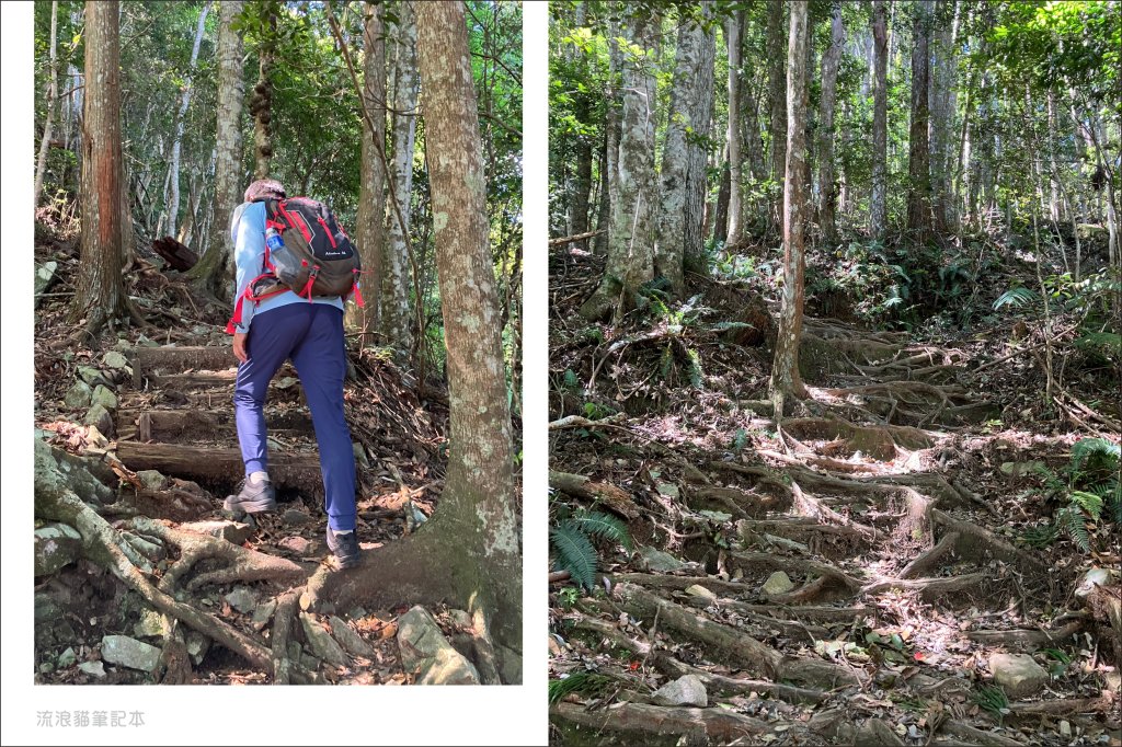 【谷關七雄】八仙山主峰步道_2894863