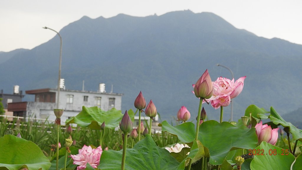 雲山水花鳥蝶-天龍國阿伯的日常6/25&26_1744318