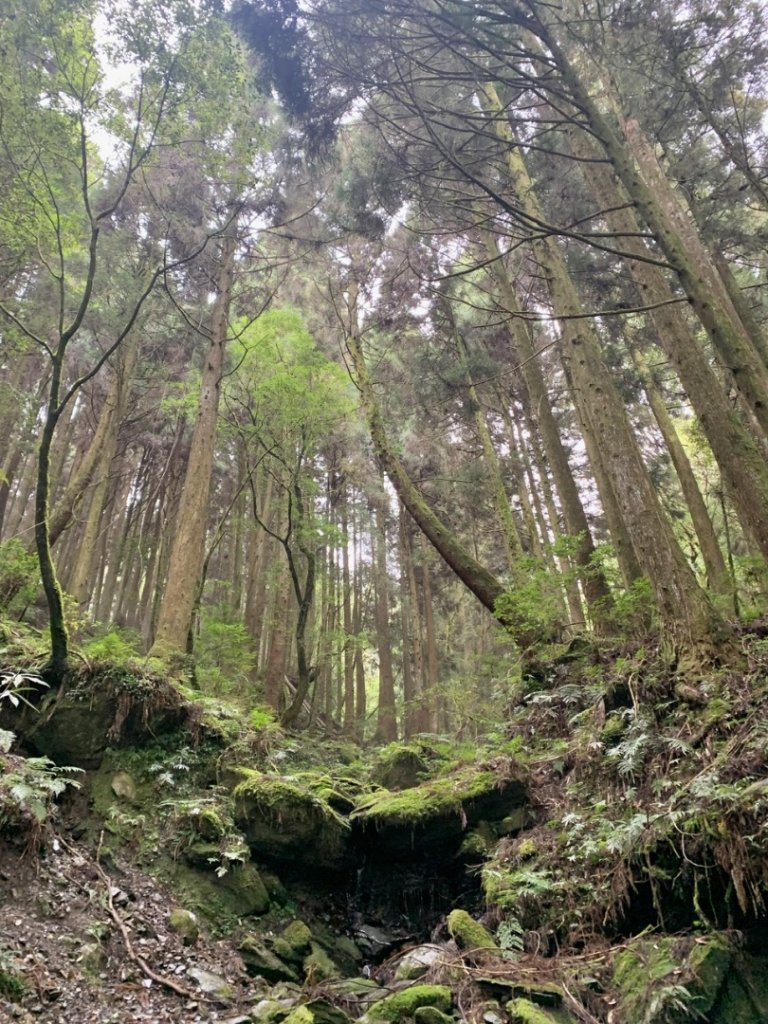 檜山巨木群步道_2324147