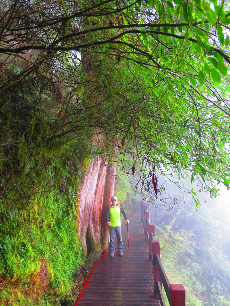 【新竹】觀霧迷幻森林：檜山巨木群步道_1111940