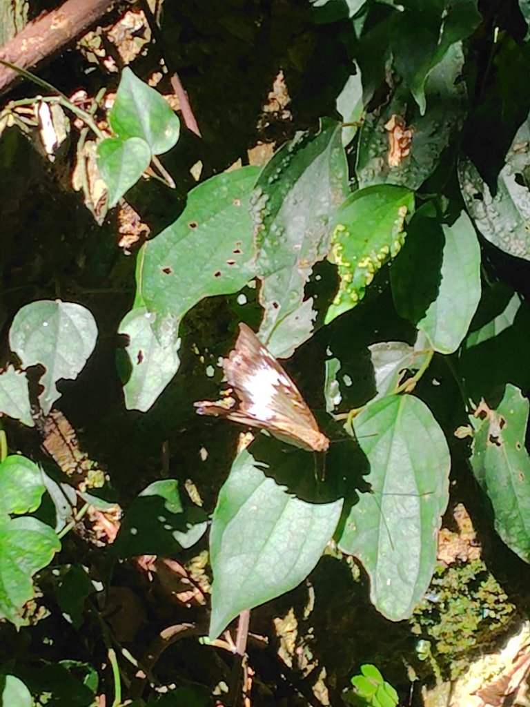 守關山南峰 守關山 守城大山_2919100