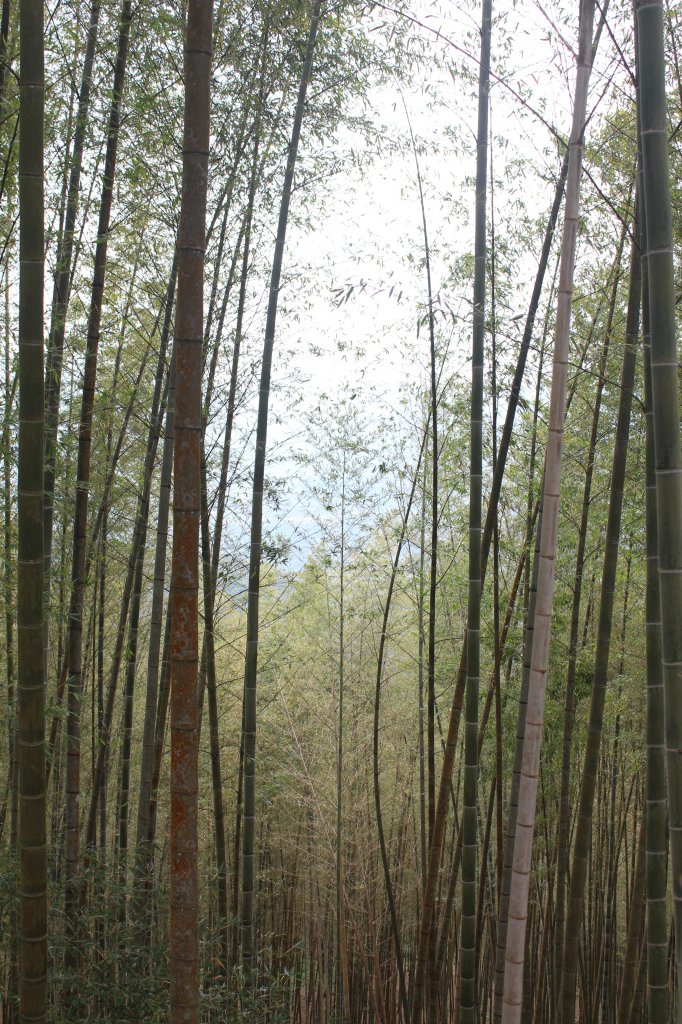 20230311南投大柯山-西勢頭山_2071024