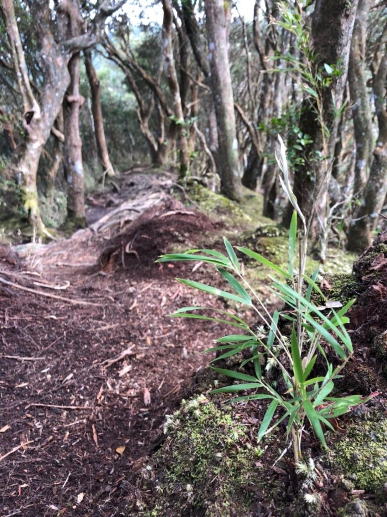 內鳥嘴山山毛櫸群_510569