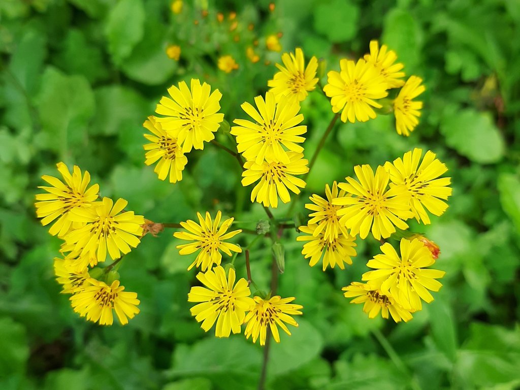 臺北大縱走7：家鄉的茶園開滿花 閃閃的淚光魯冰花_1635473