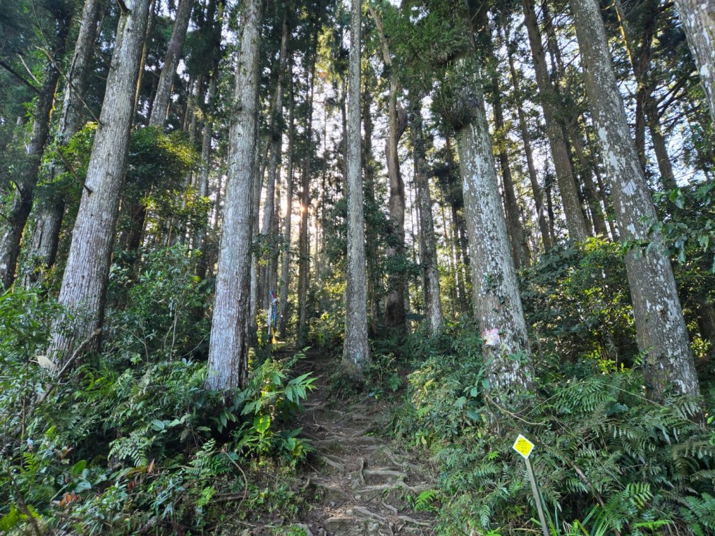 油羅山_3014849