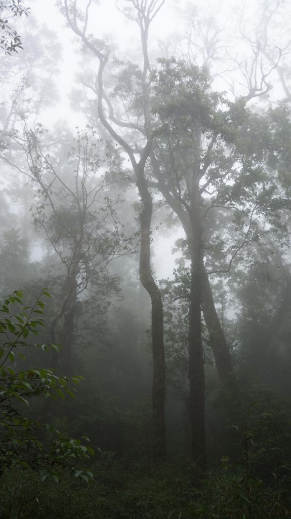 鵝公髻山之花_400626