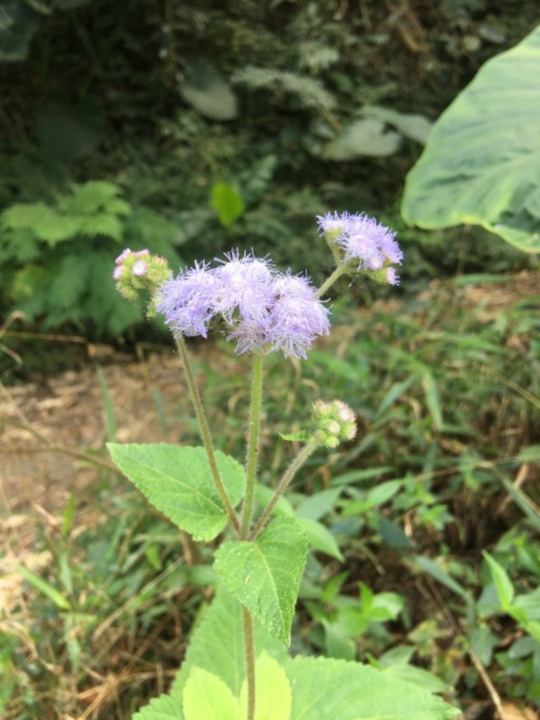 雞籠山半日親子遊封面圖