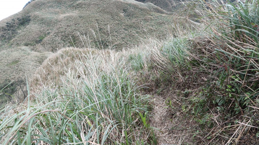 鶯子嶺山登山健行趣(效山)_2070457