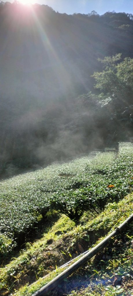 烏來大桶山腳下“秘徑”…桂山路走到底封面圖