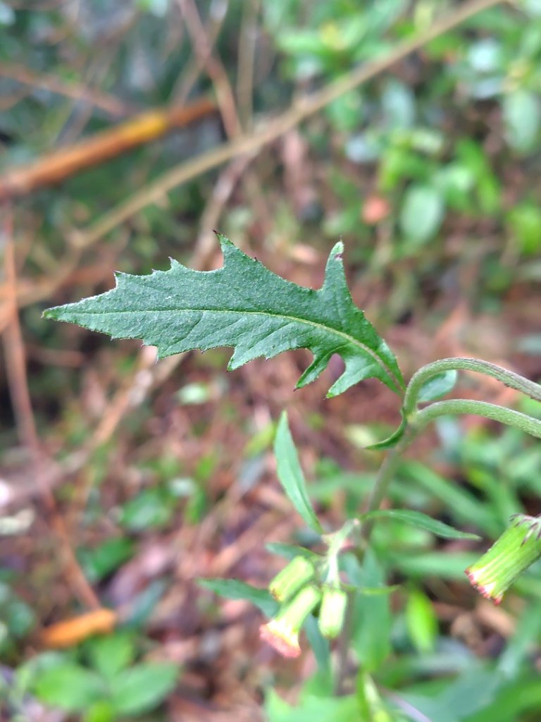 苗栗關刀山_2975054